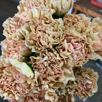 Heirloom Non-GMO Cream Carnation Flower Seeds for Planting – Fragrant Garden Bloom Seeds