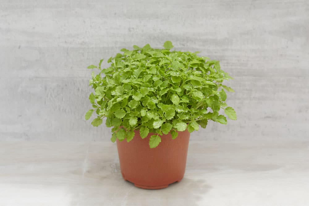 Lemon Balm – Microgreen Seed
