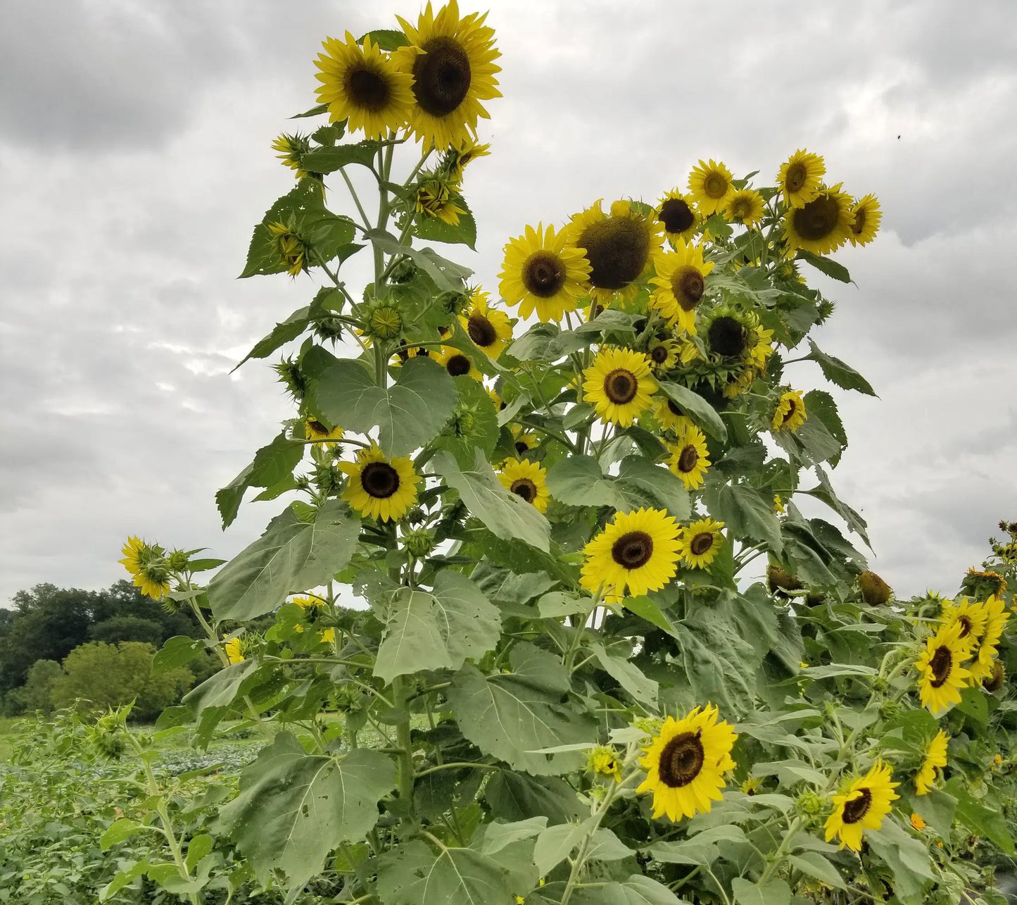 Sunflower- Lemon Queen