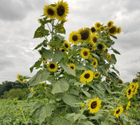 Sunflower- Lemon Queen