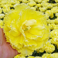 Lemon Shoot Tulip Seeds