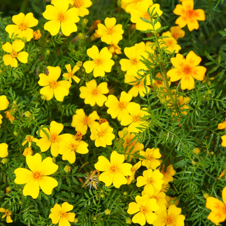 Yellow Lemon Marigold Flower Seeds – Heirloom Non-GMO Seeds for Garden Planting