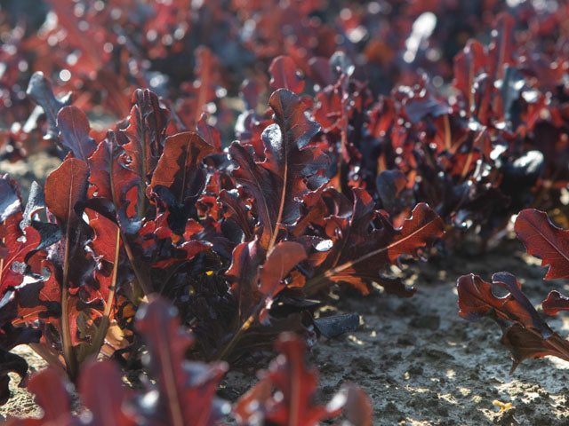 Cavendish – Lettuce Seed