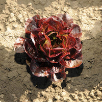Ezbruke – Organic Lettuce Seed