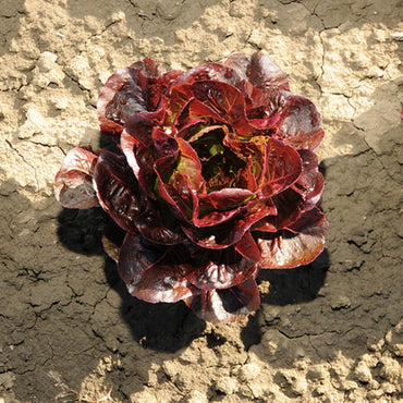 Ezbruke – Organic Lettuce Seed