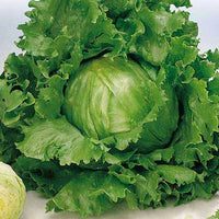 Lettuce- Great Lakes