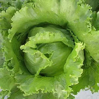 Lettuce Ice Berg Crispiano Vegetable Seeds