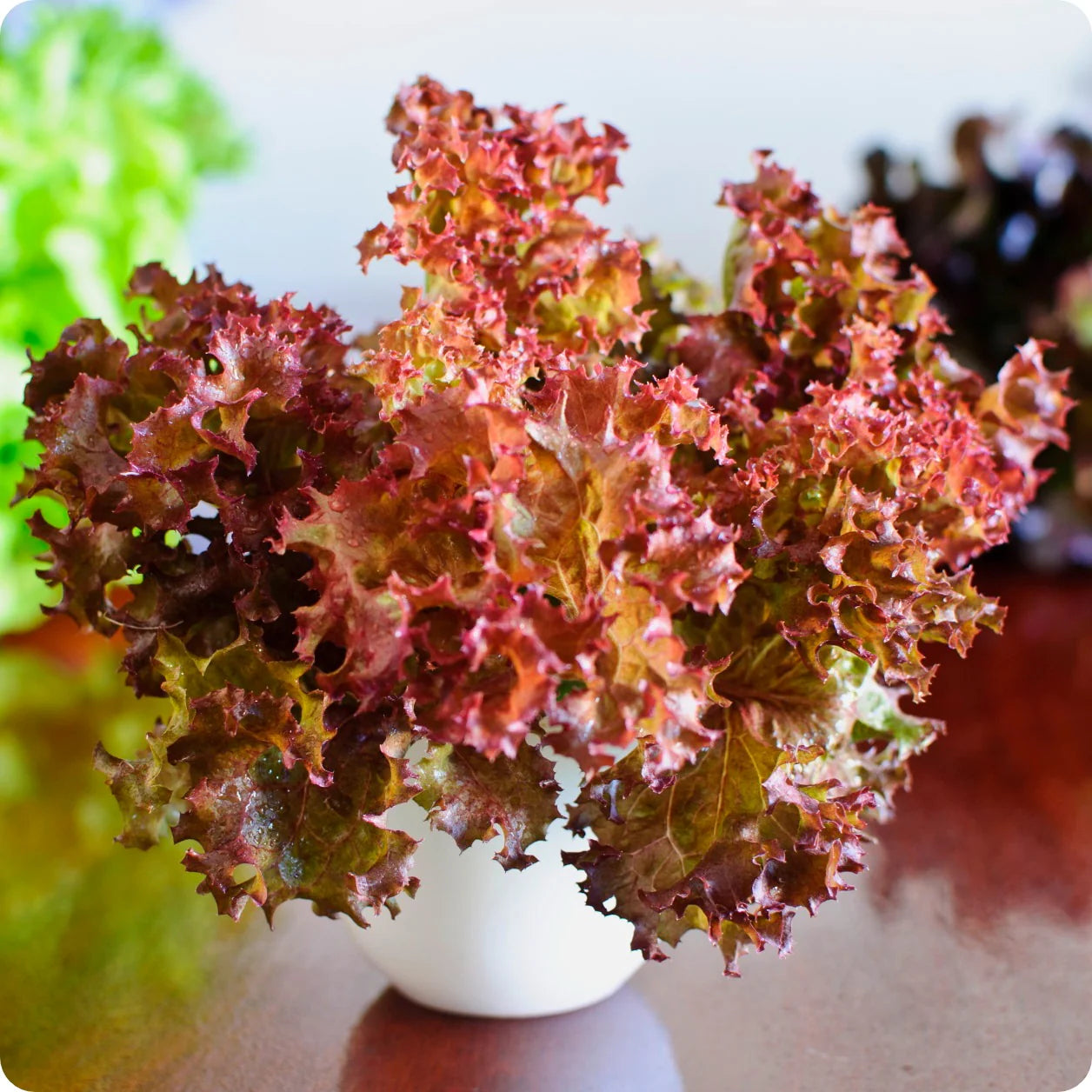 Red Saladbowl – Organic Lettuce Seed