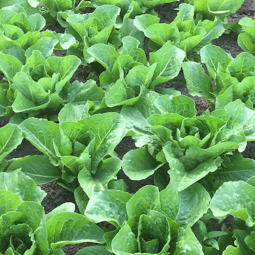 Coastal Star – Lettuce Seed
