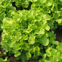 Lettuce Romaine Imported Vegetable Seeds