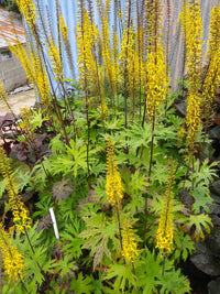 Heirloom Non-GMO Ligularia przewalskii Flower Seeds | Przewalski's Golden Ray for Moist, Shaded Gardens