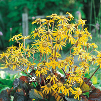 Heirloom Non-GMO Britt-Marie Crawford Flower Seeds for Planting – Bold Foliage and Garden Blooms