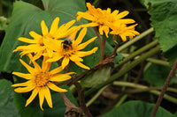 Heirloom Ligularia Dentata Flower Seeds, Non-GMO Bold Foliage and Blooms for Shaded Garden Planting