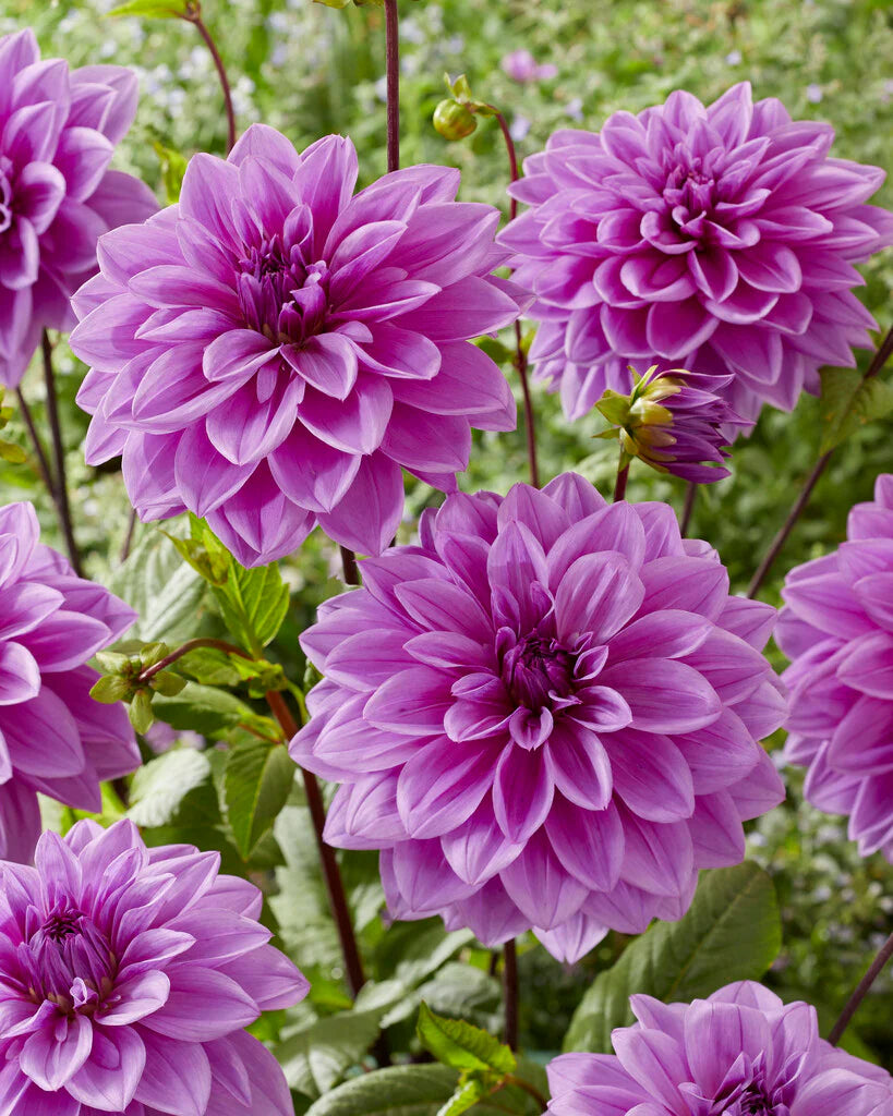 Emperor Dahlia