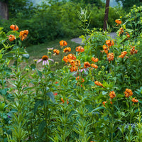 Organic Heirloom Non-GMO Lilium Pyrenaicum Seeds for Planting – Rare Yellow Lily Flowers