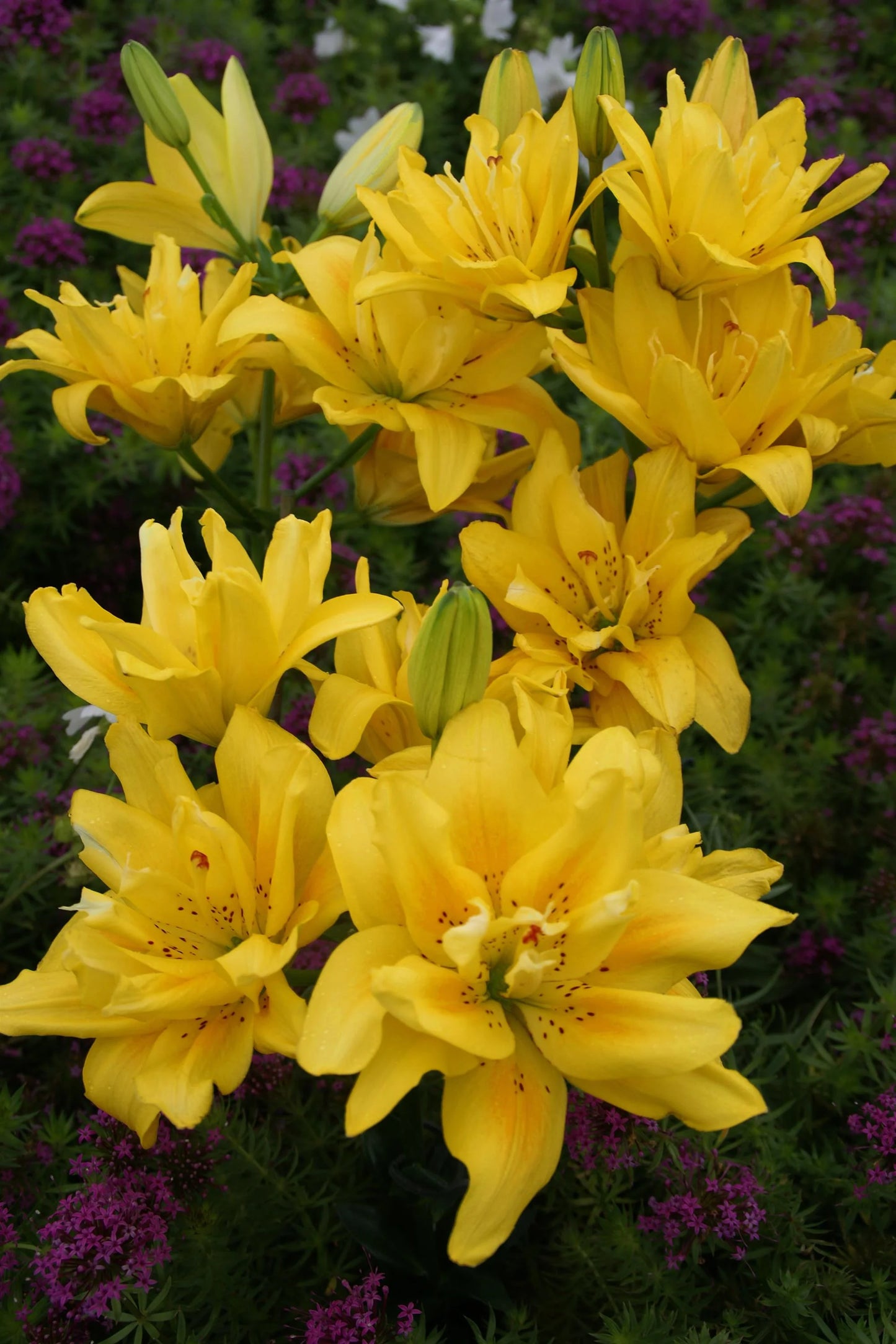 Fata Morgana Asiatic Lily