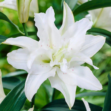 Polar Star Double Lily