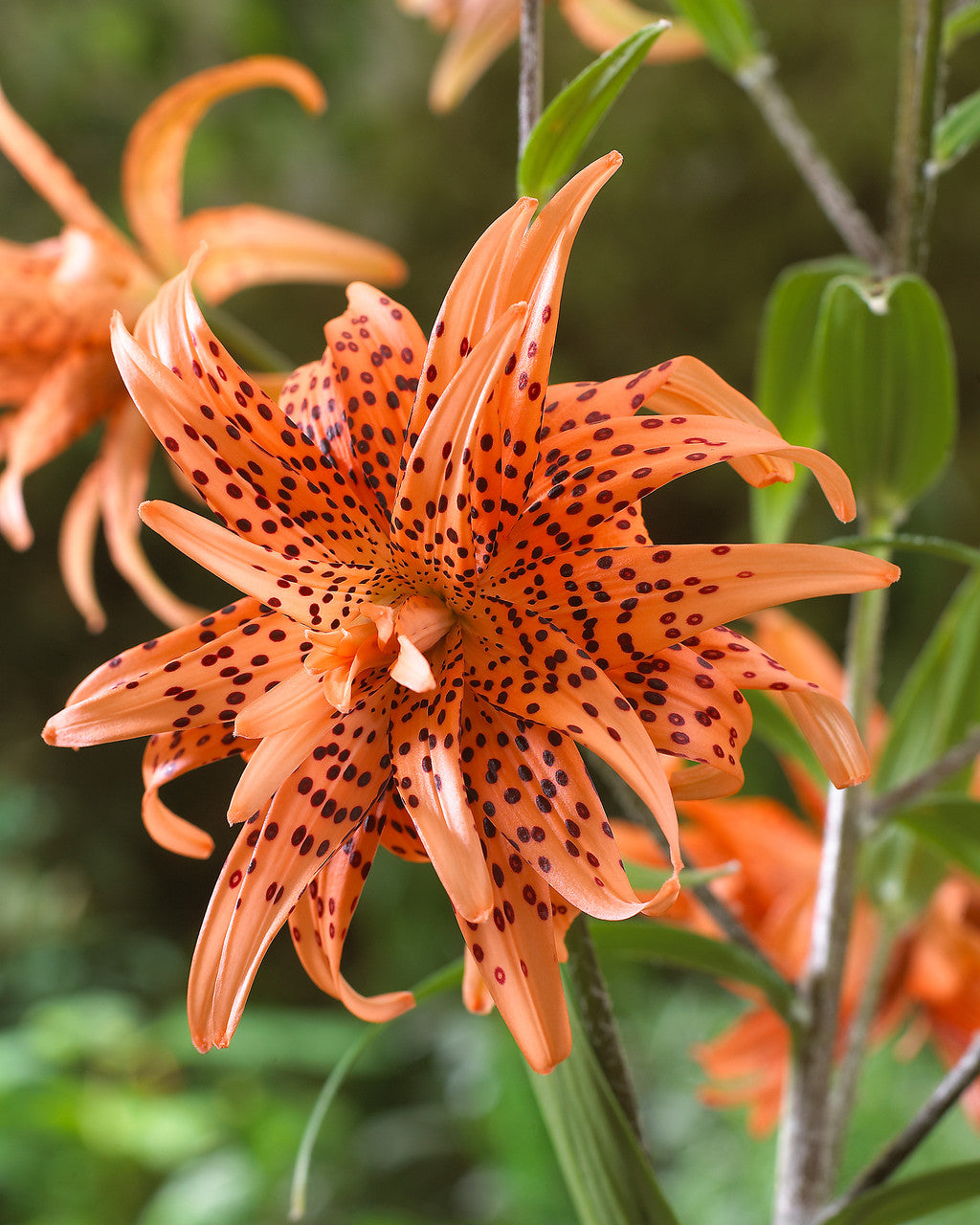 Tiger Lily- Floro Pleno