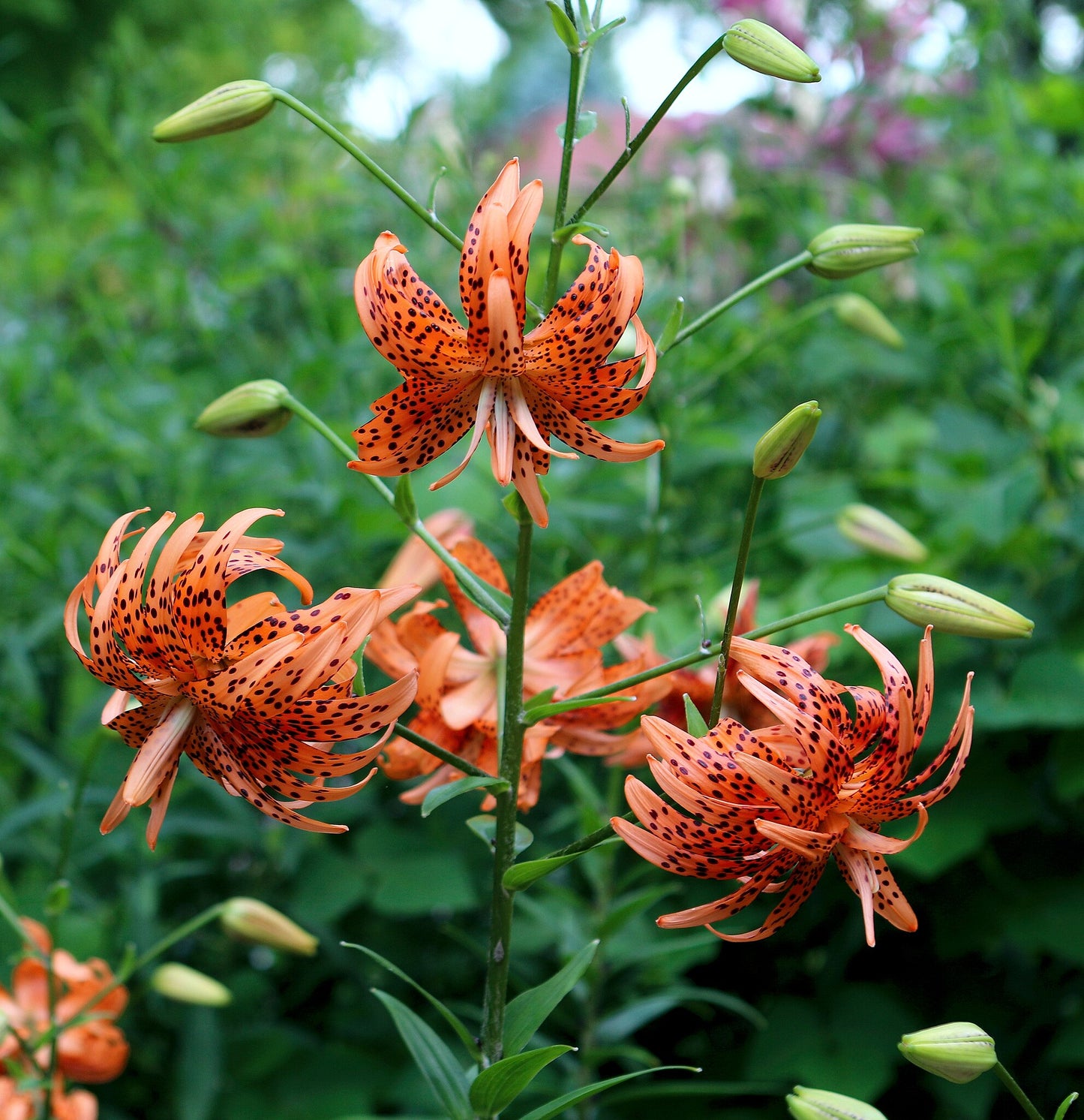 Tiger Lily- Floro Pleno
