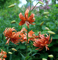 Tiger Lily- Floro Pleno