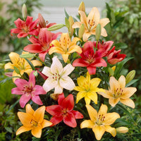 Fiery Temper Carpet Border Lily Mixture