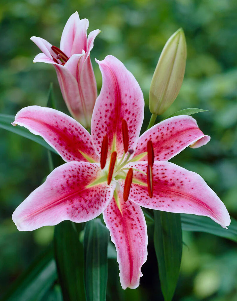 Lasting Love Lily Tree
