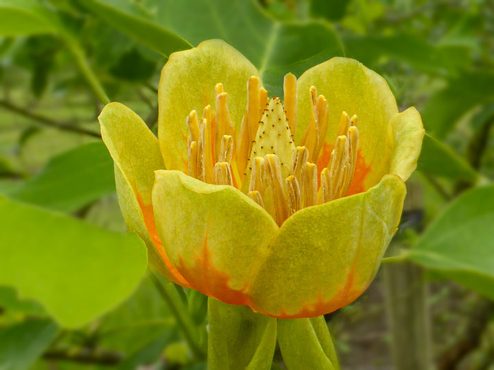 Liriodendron Tulipifera Flower Seeds for Planting – Non-GMO, Heirloom, Fast-Growing Trees