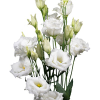 White Lisianthus Echo Flower Seeds for Planting - Heirloom, NON-GMO Seeds - Garden Blooms & Cut Flowers