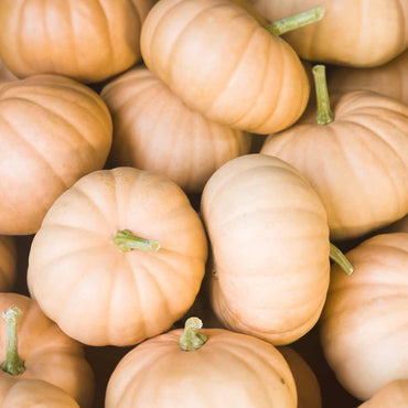 Pumpkin- Musquee de Provence 25g
