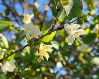 Heirloom Non-GMO Lonicera Fragrantissima Flower Seeds for Planting – Winter Fragrant Blooms