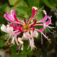 Heirloom Cape Honeysuckle Flower Seeds, Non-GMO Vibrant Blooms for Planting