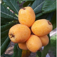 Big Jim Loquat Eriobotrya japonica seeds for planting in home garden