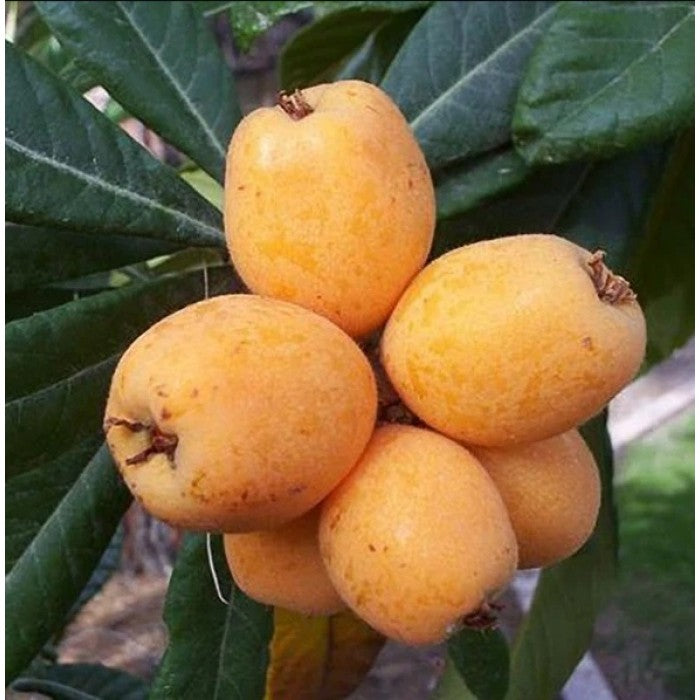 Big Jim Loquat Eriobotrya japonica seeds for planting in home garden