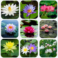 Lotus Lily Collection Seeds