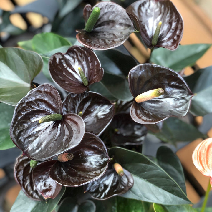 Heirloom Non-GMO Black Anthurium Flower Seeds for Planting – Exotic Indoor Plant Seeds