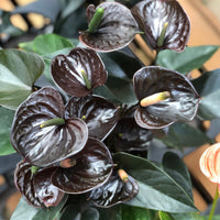 Heirloom Non-GMO Black Anthurium Flower Seeds for Planting – Exotic Indoor Plant Seeds