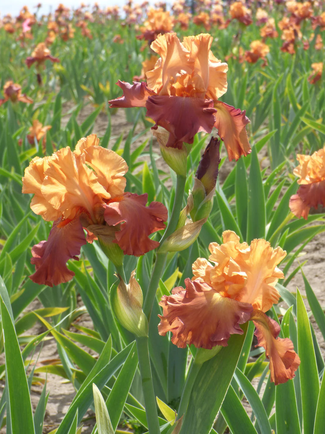 Lovely Senorita Bearded Iris Seeds