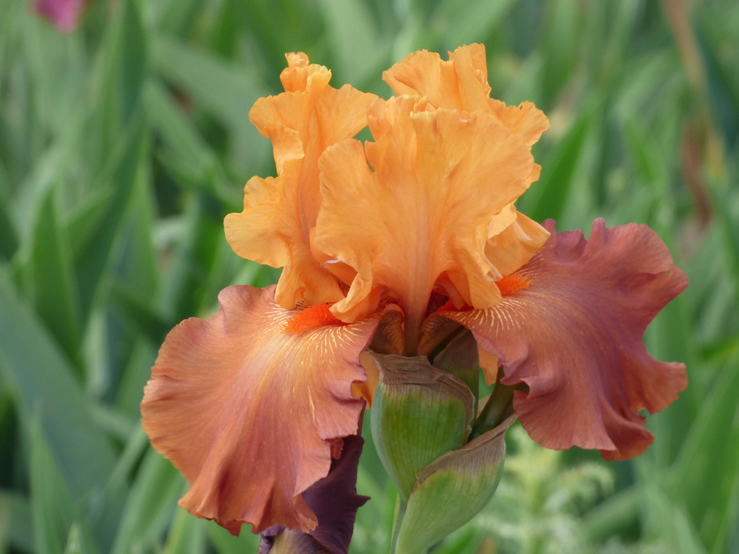 Lovely Senorita Bearded Iris Seeds