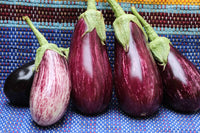 Nubia – Eggplant Seed