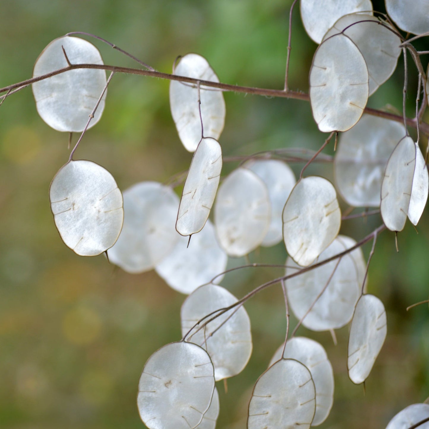 Heirloom Lunaria Plant Seeds, Non-GMO Decorative Silver Dollar Blooms for Garden Planting for planting in home garden