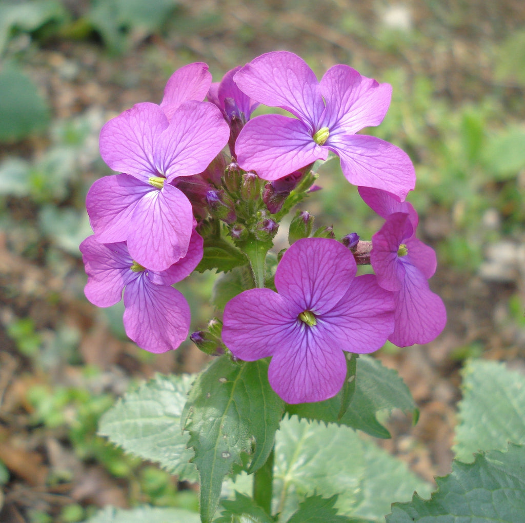 Heirloom Lunaria Annua Flower Seeds, Non-GMO Silver Dollar Blooms for Unique Garden Planting