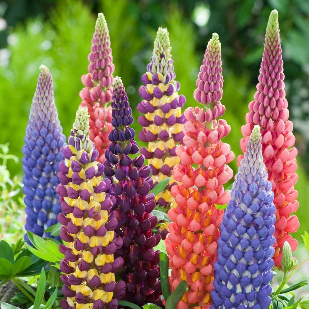 Heirloom Lupins Flower Seeds, Non-GMO Spiky Colorful Blooms for Cottage and Pollinator Garden Planting for planting in home garden