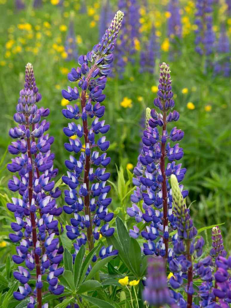 Lupin- Hartweggii