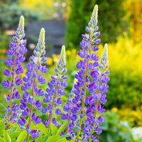 Heirloom Non-GMO Blue Lupine Flower Seeds for Pollinator Gardens and Vibrant Outdoor Planting
