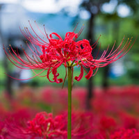 Japanese Spider Lily