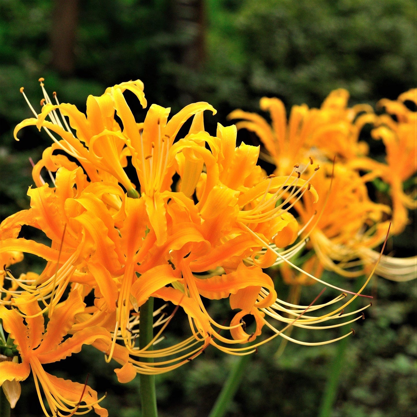 Golden Spider Lily Lycoris Aurea Yellow Bulb