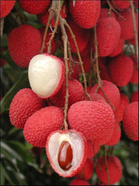 Brewster Lychee Fruit Seed Pack for Planting - Tropical, Sweet Fruit Growth for your Backyard Orchid