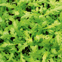 Shungiku – Microgreen Seed