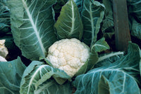 Janvel – Organic Cauliflower