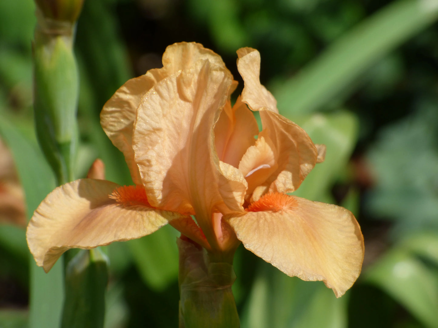 Many Mahalos Reblooming Bearded Iris Seeds